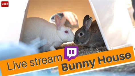 rabbitvams|Live Rabbit Webcams